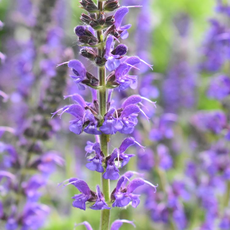 Salvia x sylvestris ‘Mainacht’