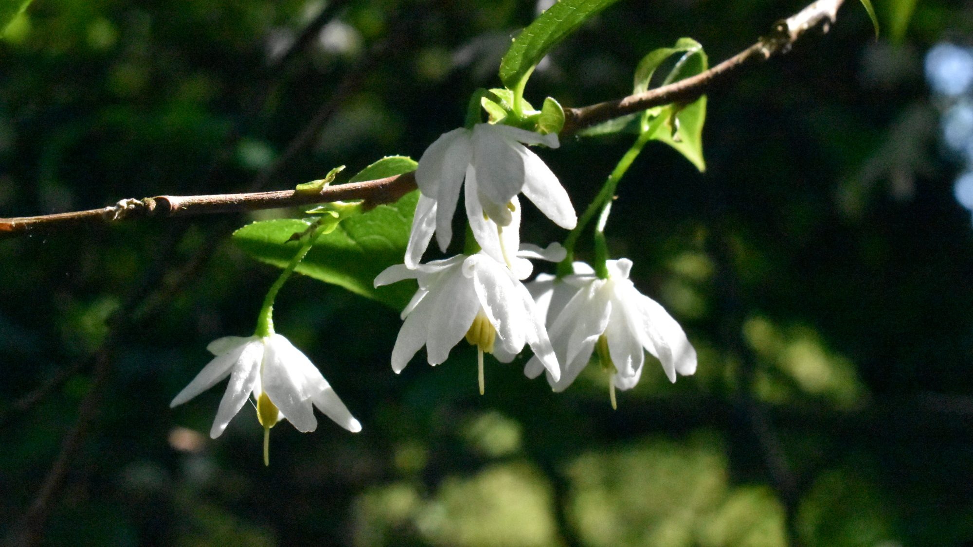 Sinojackia rehderiana