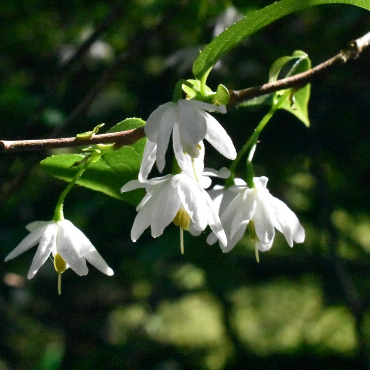 Sinojackia rehderiana