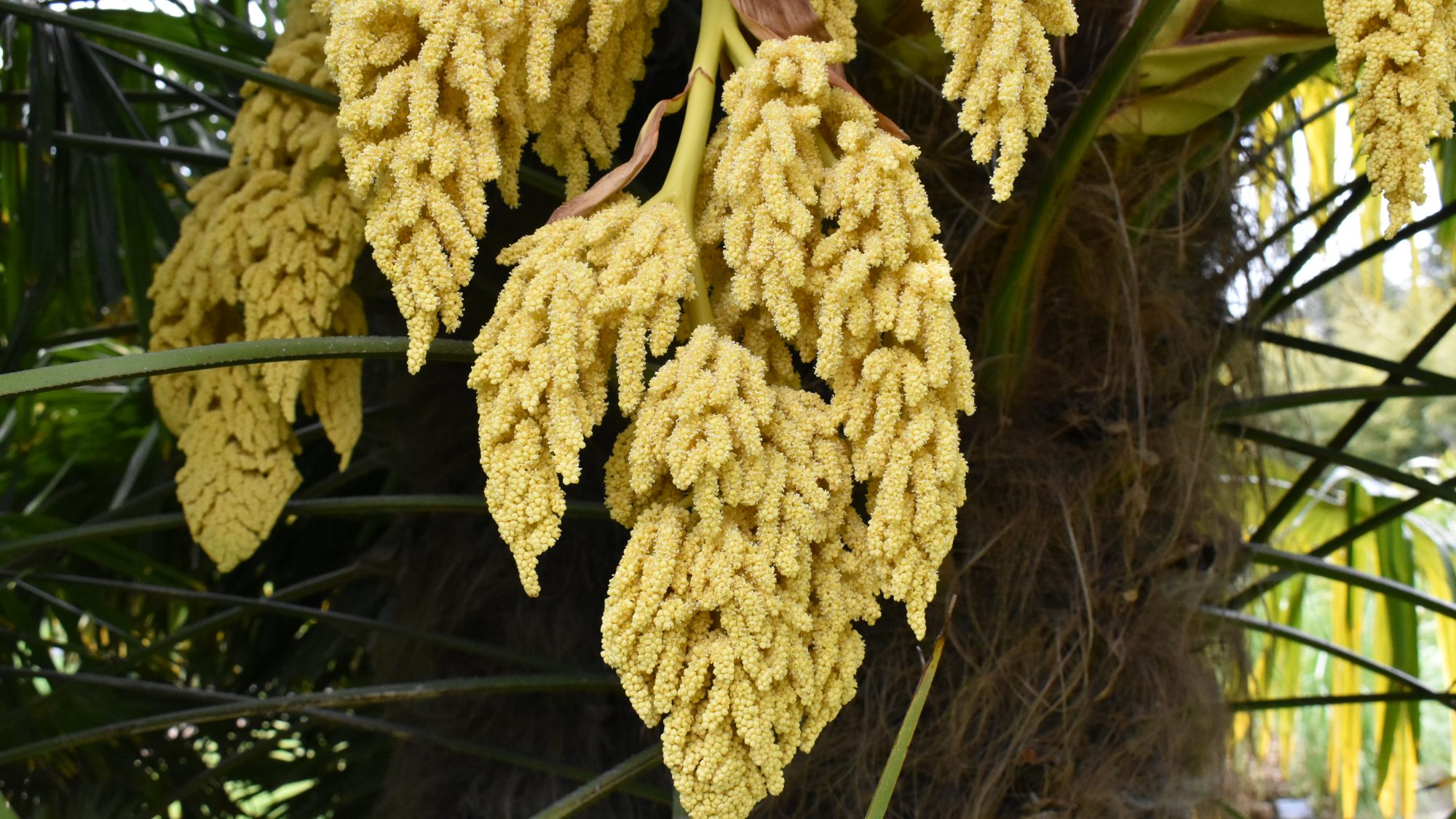 Trachycarpus fortunei