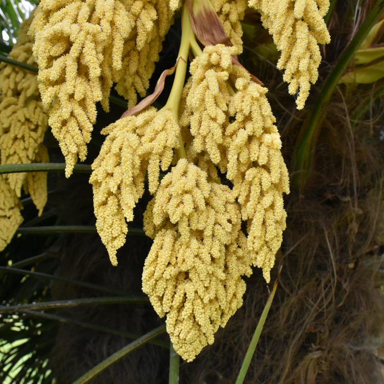 Trachycarpus fortunei (flowers)