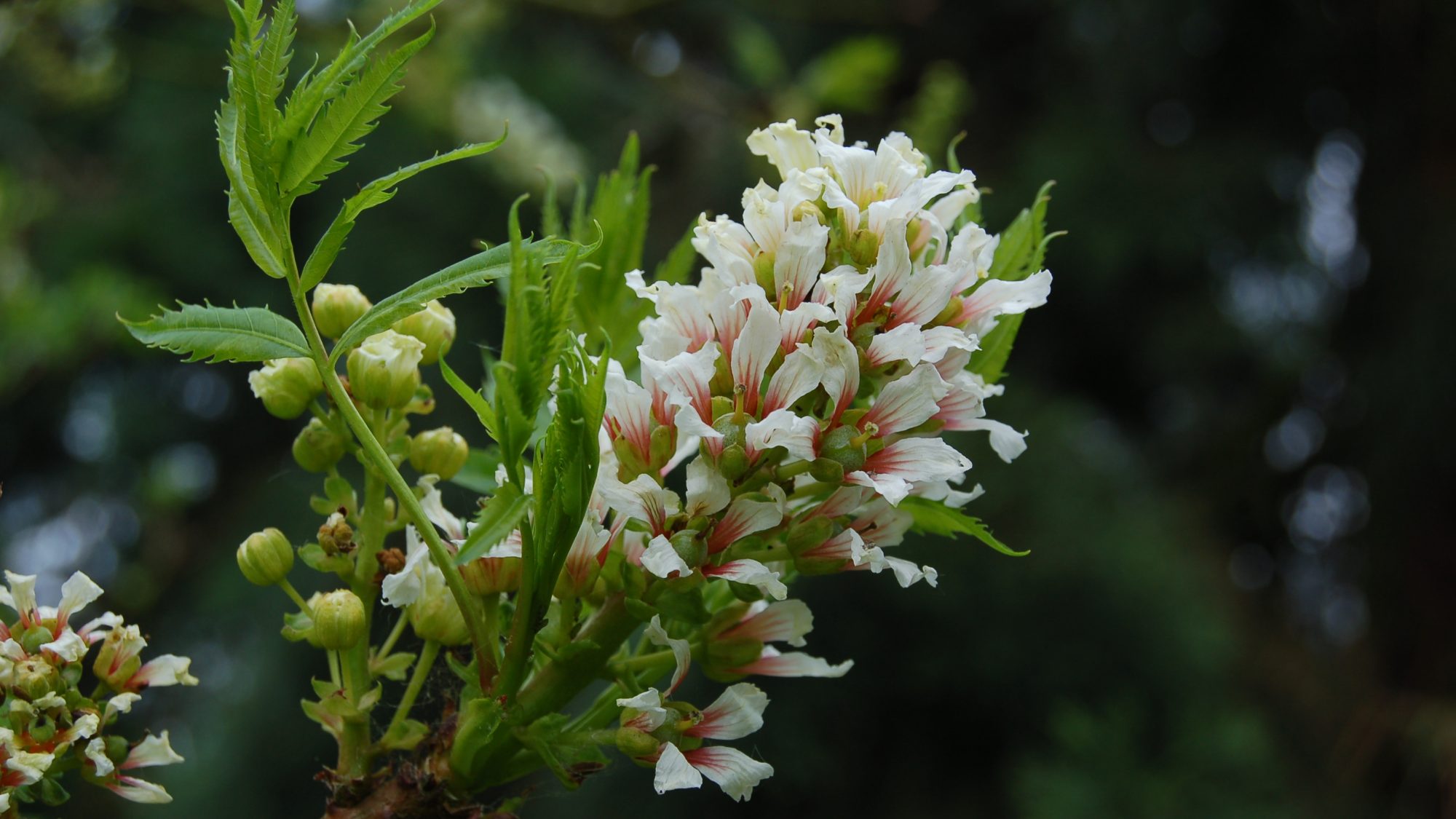 Xanthoceras sorbifolium