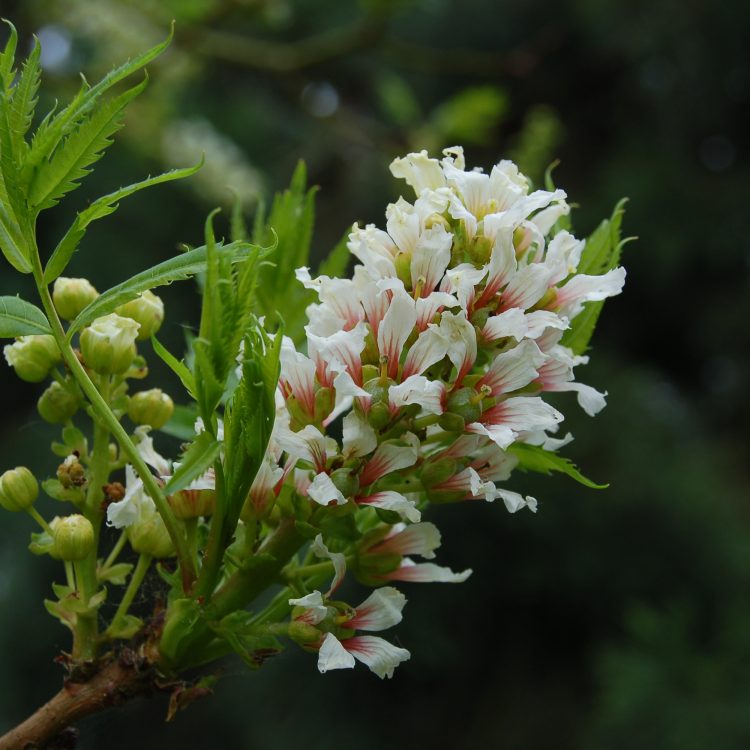 Xanthoceras sorbifolium