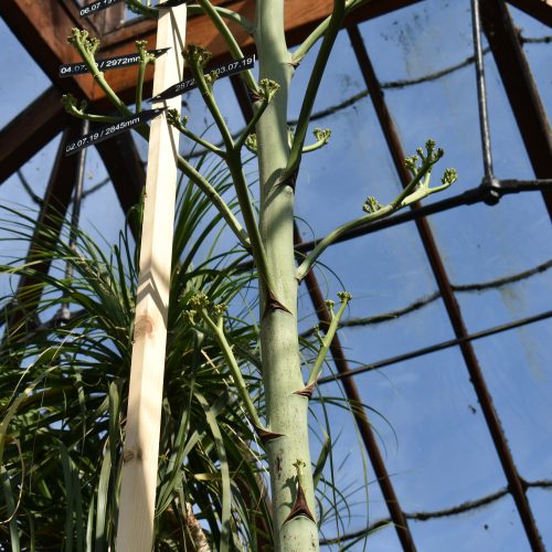 Our Agave’s Growth Chart