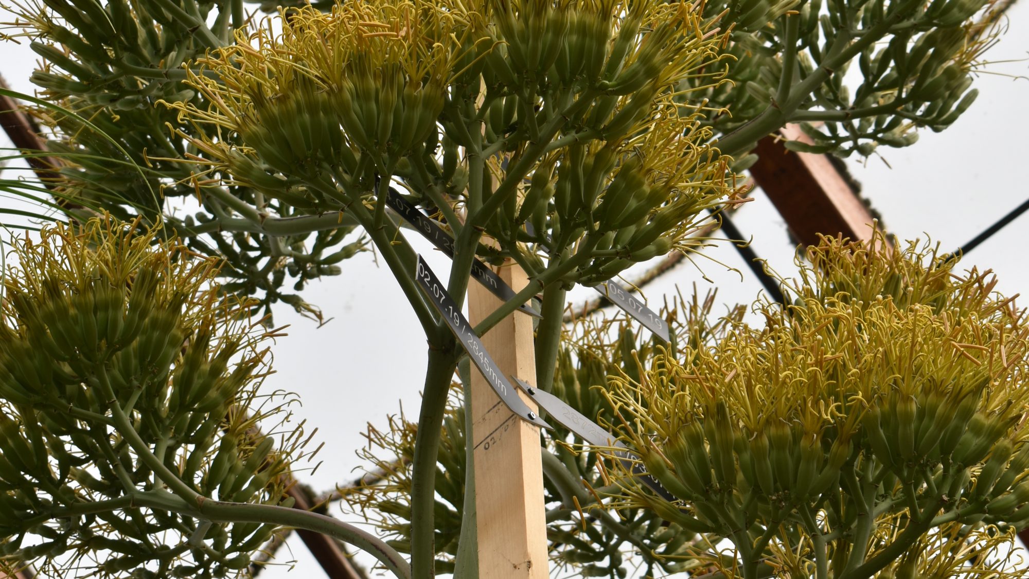 Agave heteracantha