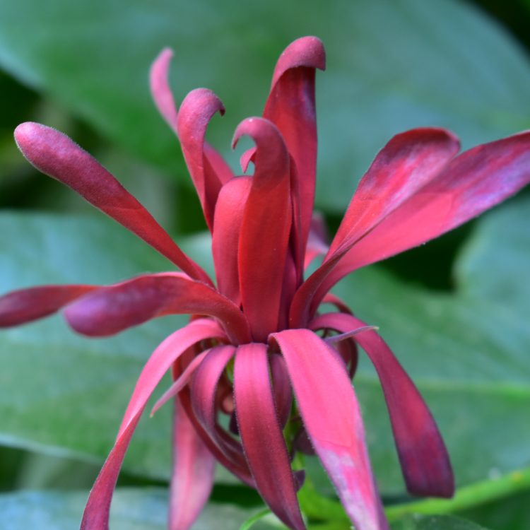 Calycanthus occidentalis