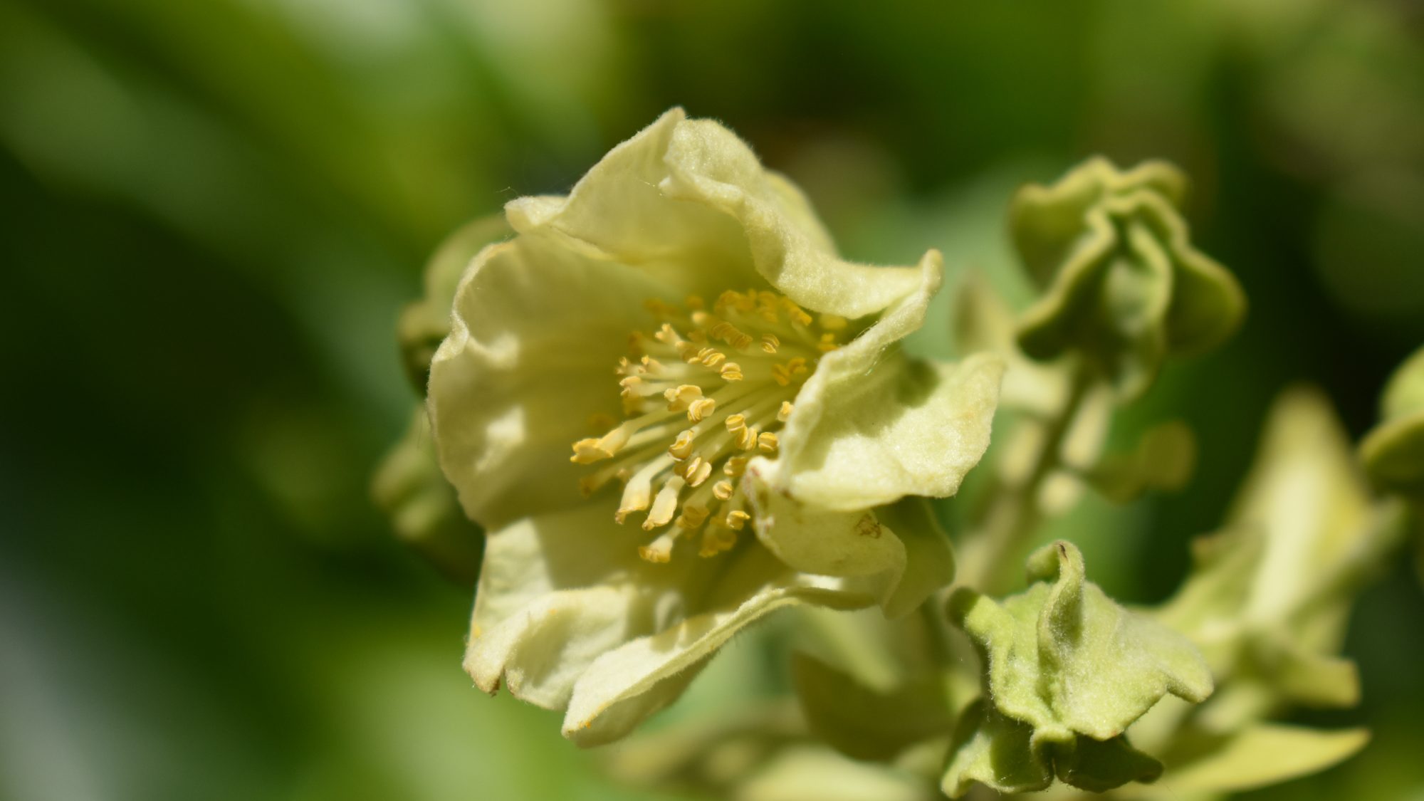 Carrierea calycina