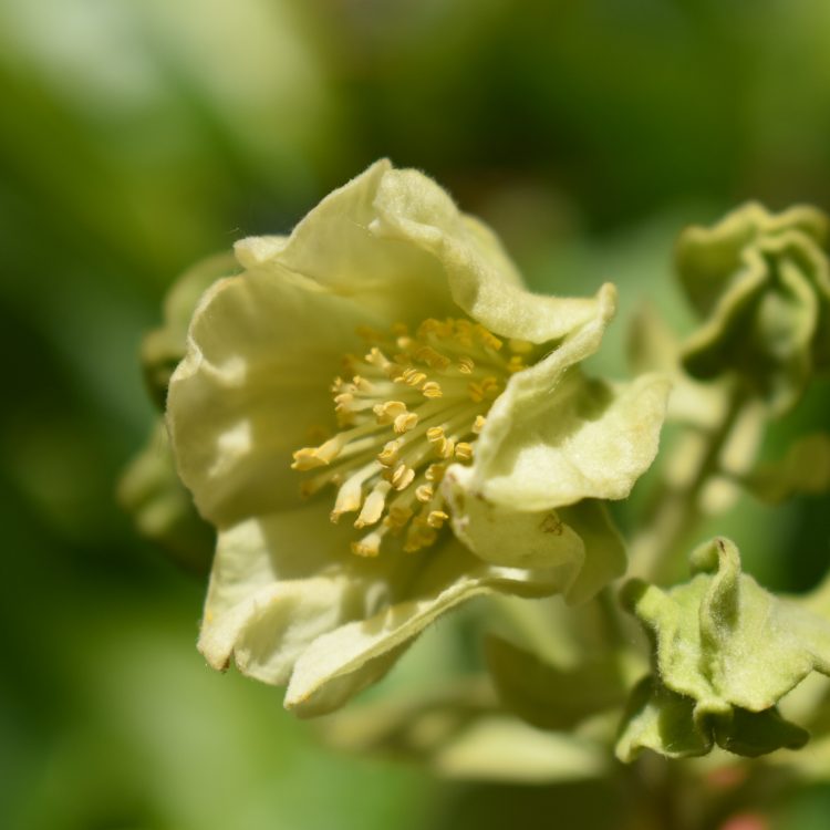 Carrierea calycina