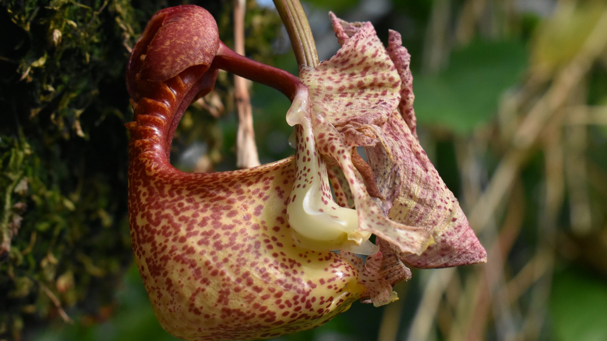 Coryanthes macrantha
