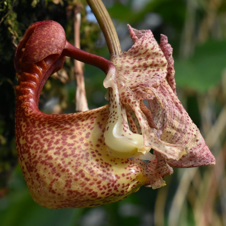 Coryanthes macrantha