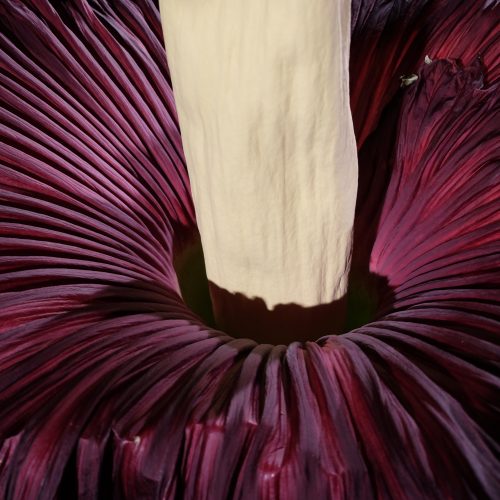 Watch timelapse film of Titus, our Titan Arum, grow