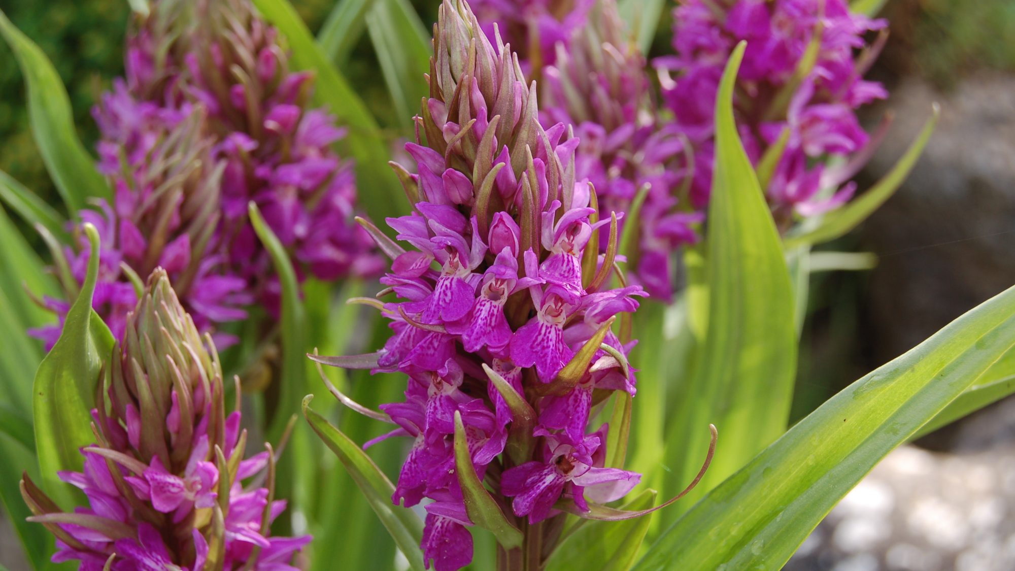 Dactylorhiza praetermissa