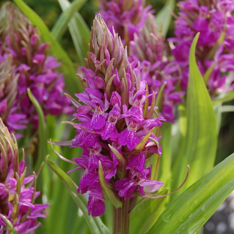 Dactylorhiza praetermissa