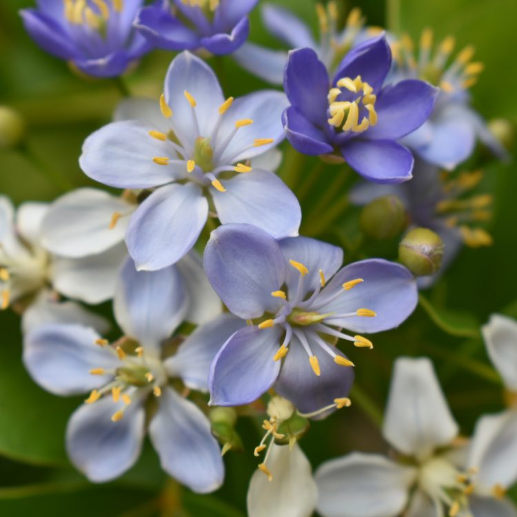 Guaiacum officinale