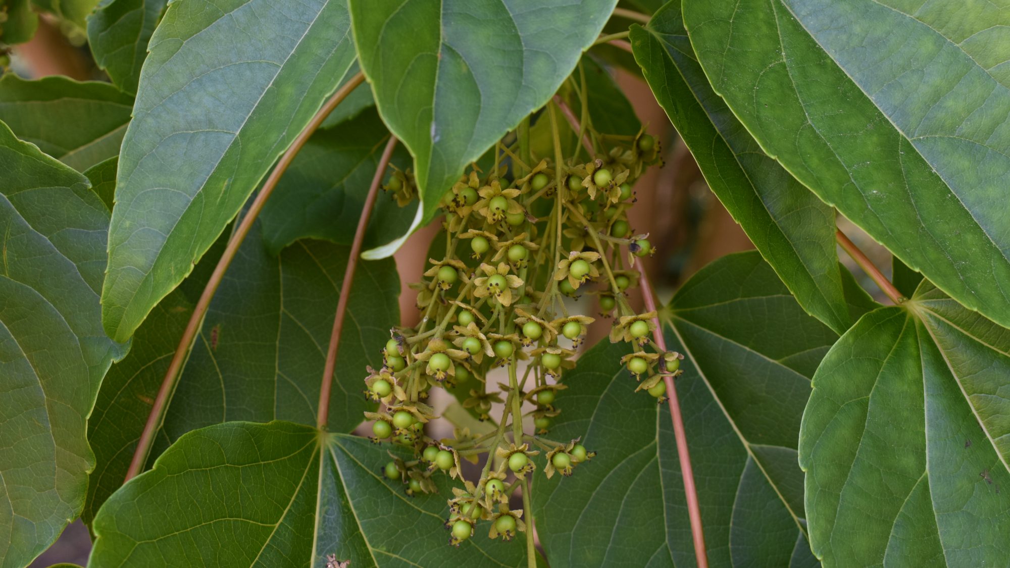 Idesia polycarpa