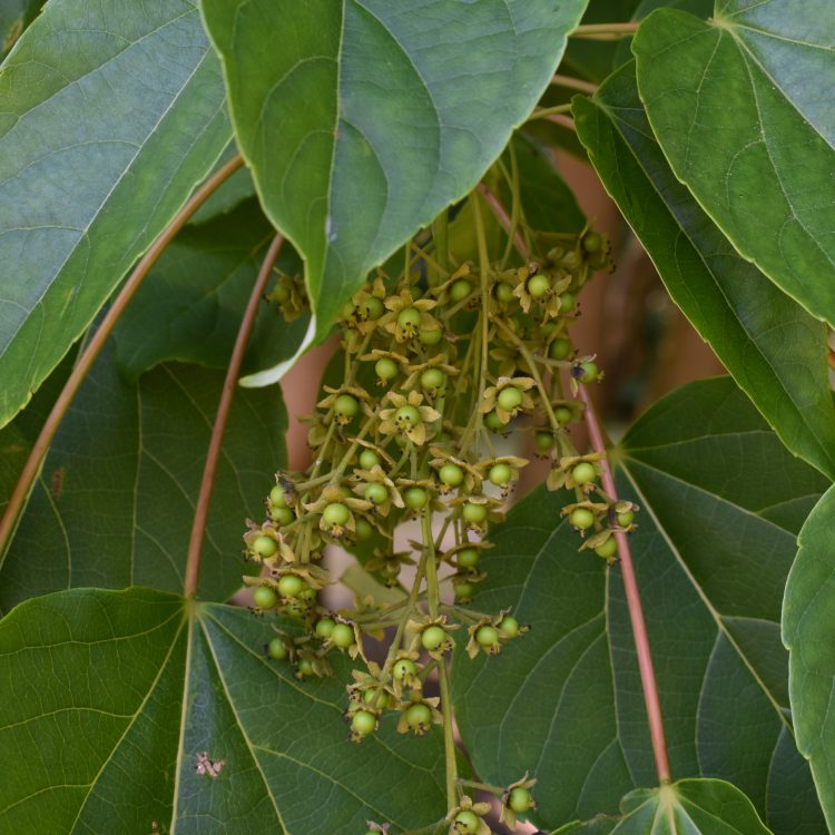 Idesia polycarpa