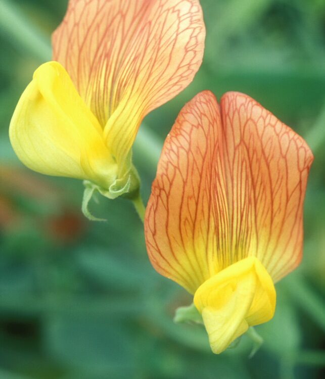 Lathyrus belinensis