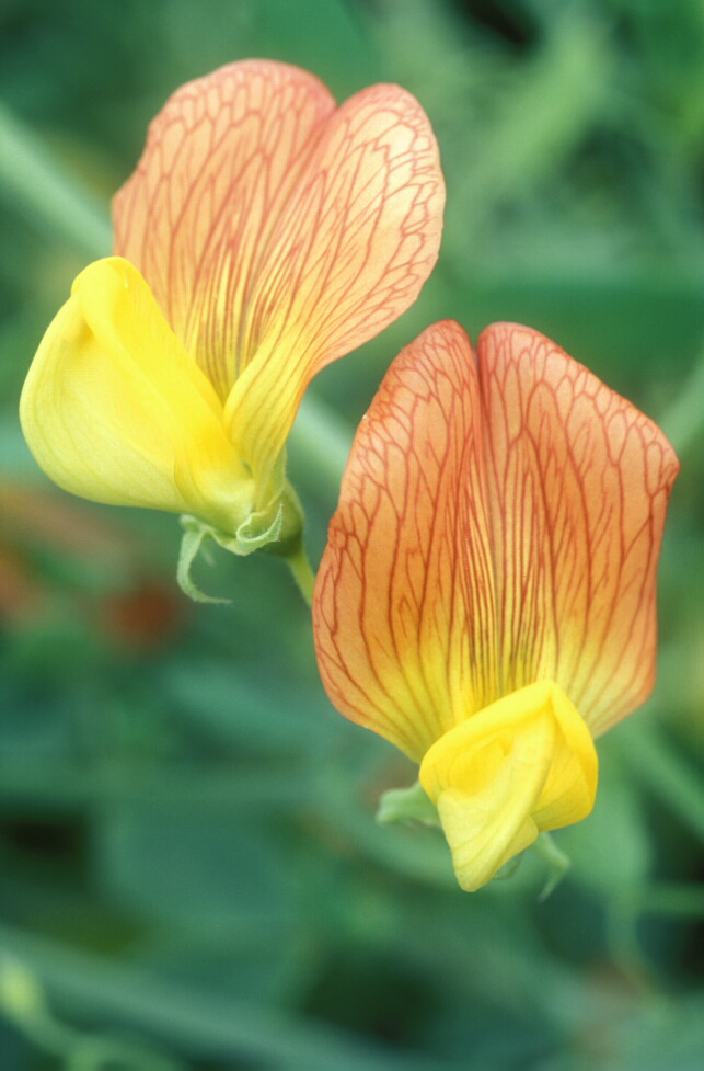 Lathyrus belinensis
