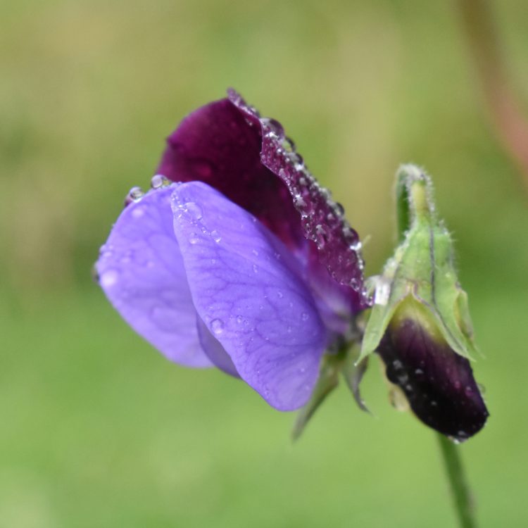 Lathyrus odoratus ‘Cupani’