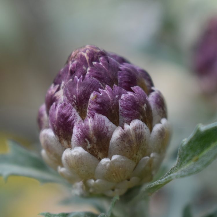 Leuzea conifera