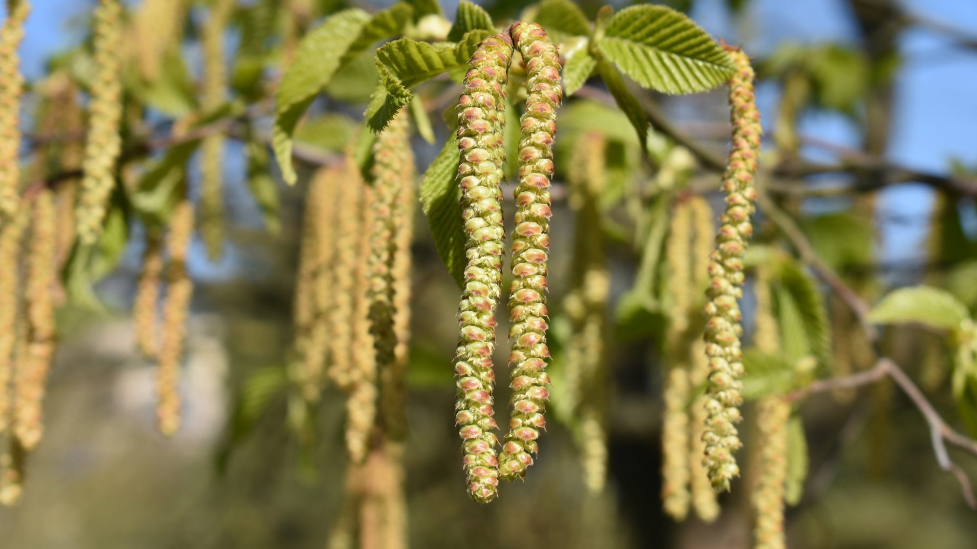 A macro image of green catkins  and small green leaves on the branches of a tree.