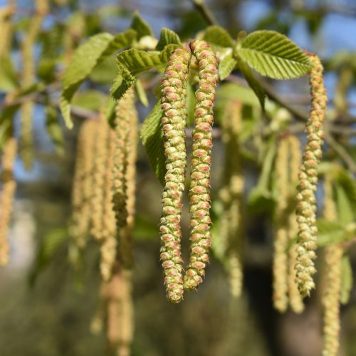 Bitesize Botanics