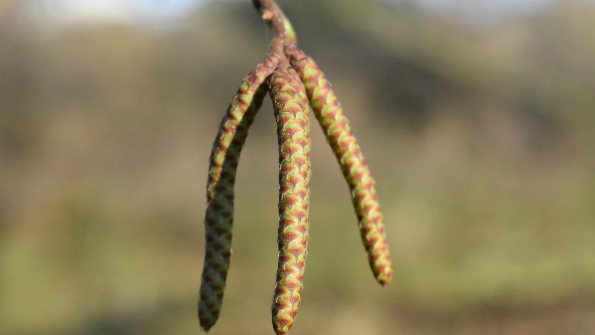 Pendent male catkins.