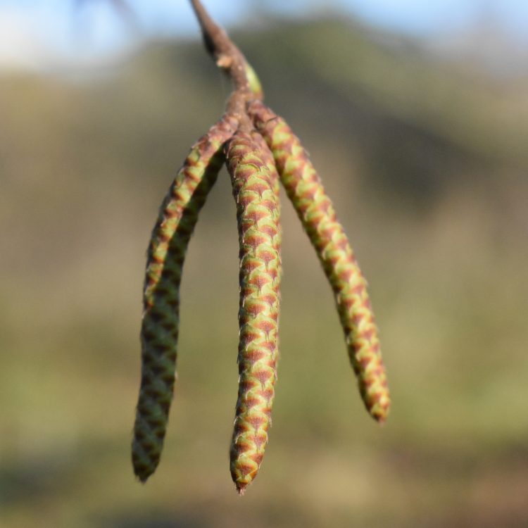 Ostrya carpinifolia