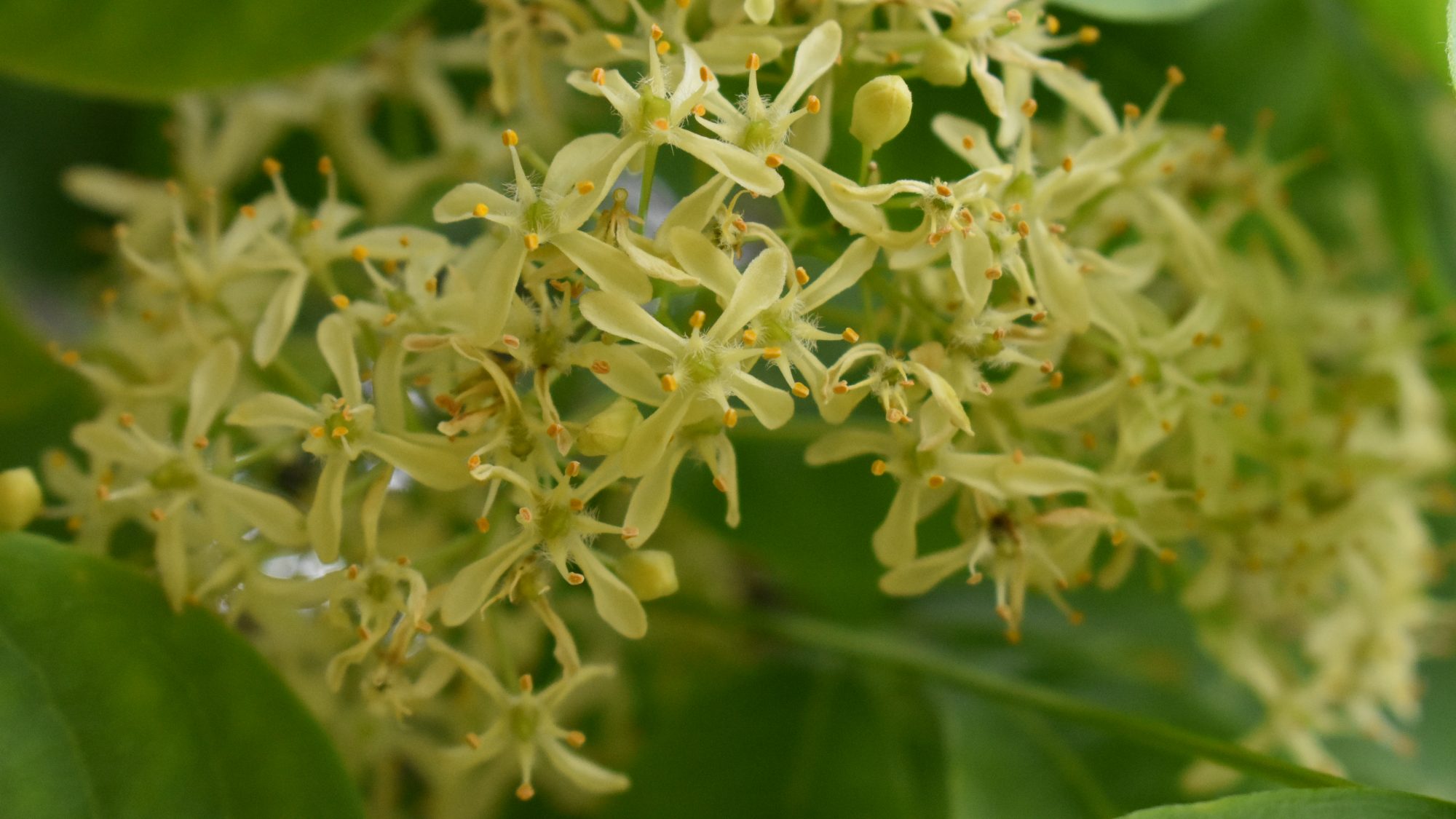 Delicate cream-white flowers.