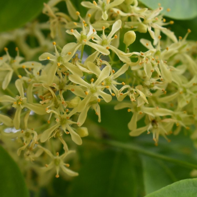 Ptelea isophylla