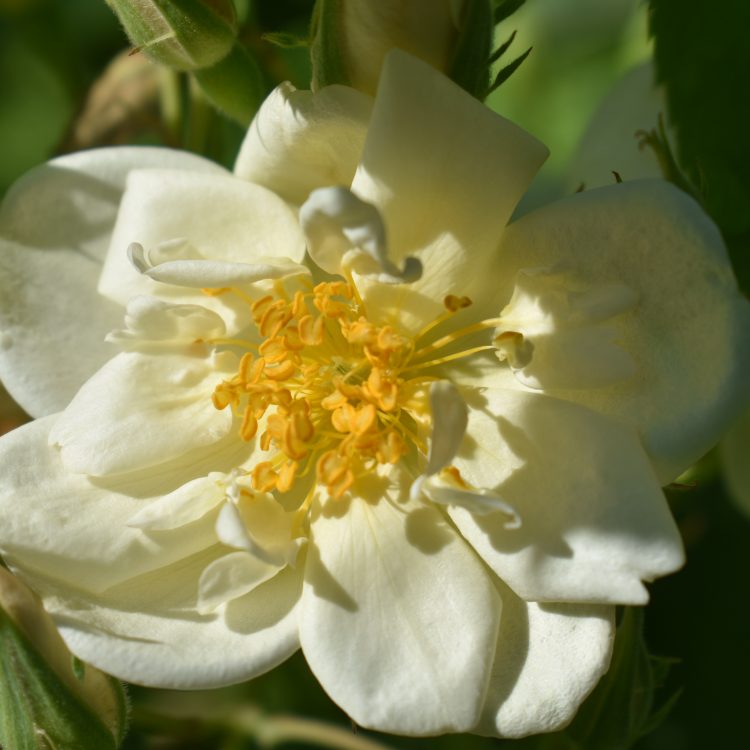 Rosa moschata