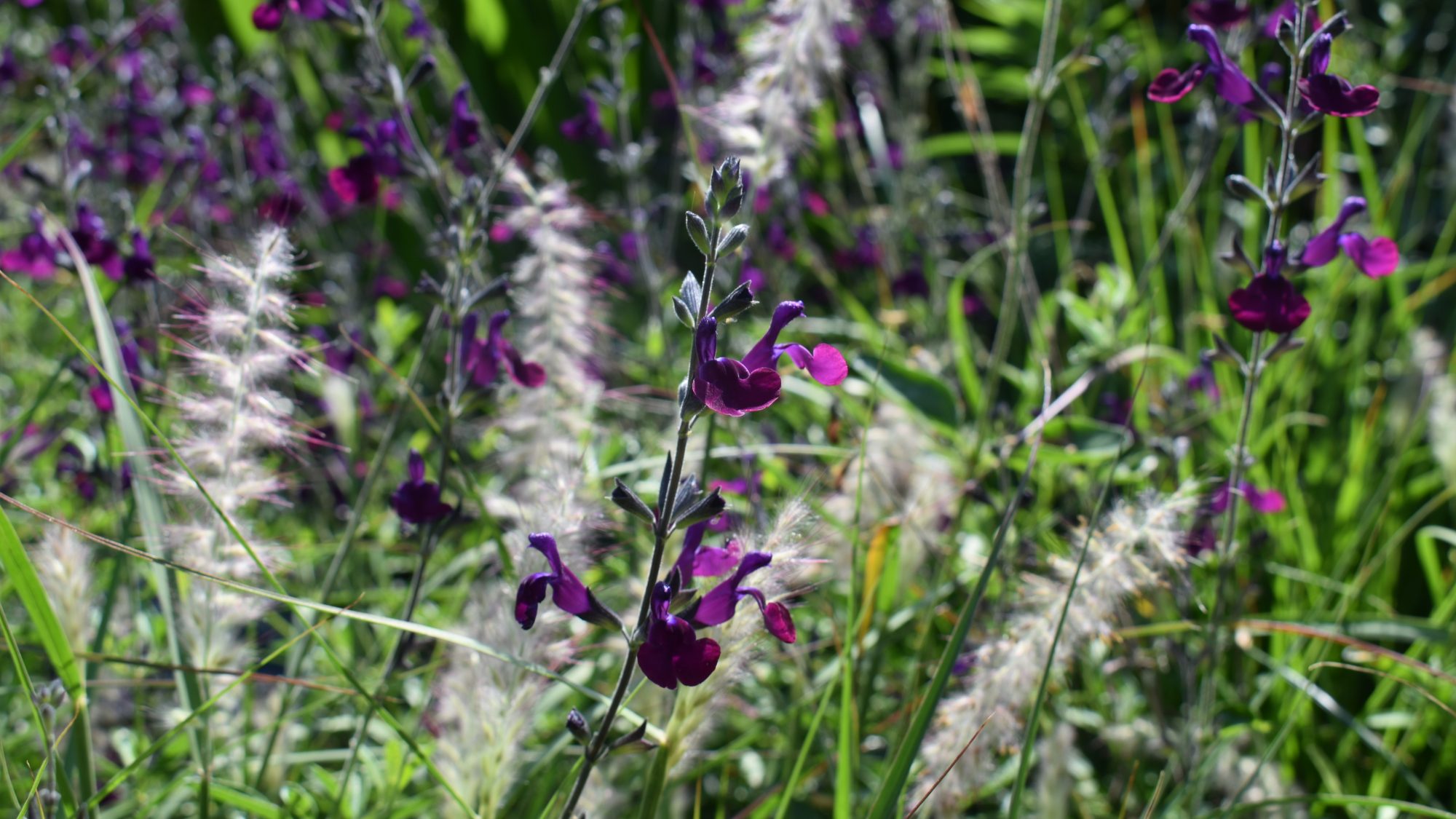 Spikes of deep purple, lipped flowers