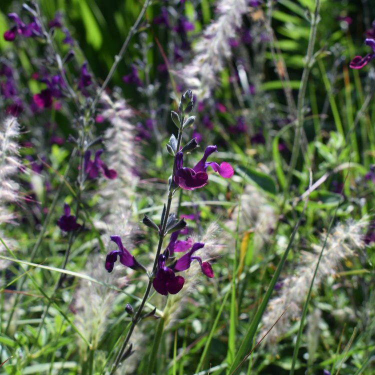Salvia ‘Nachtvlinder’