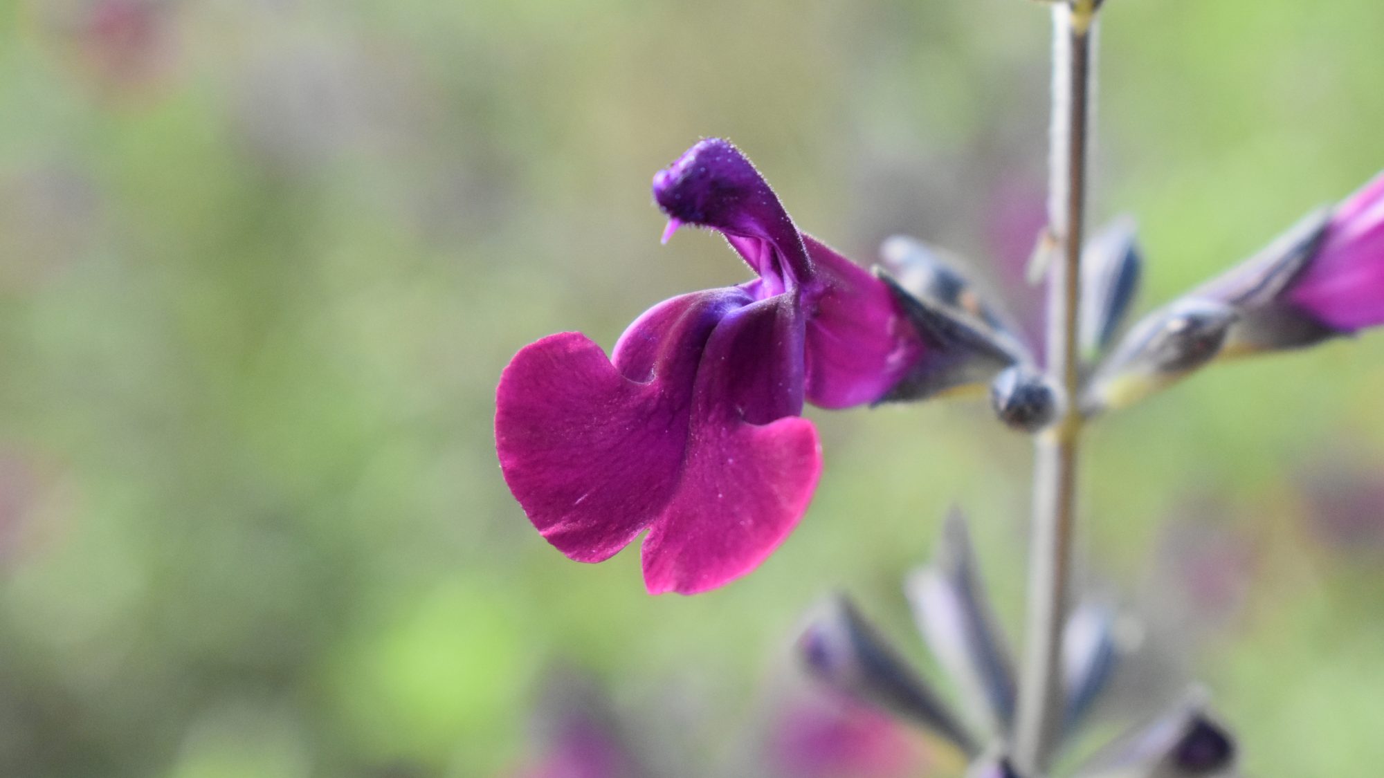 Spikes of deep purple, lipped flowers