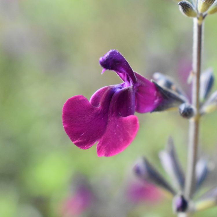 Salvia ‘Nachtvlinder’