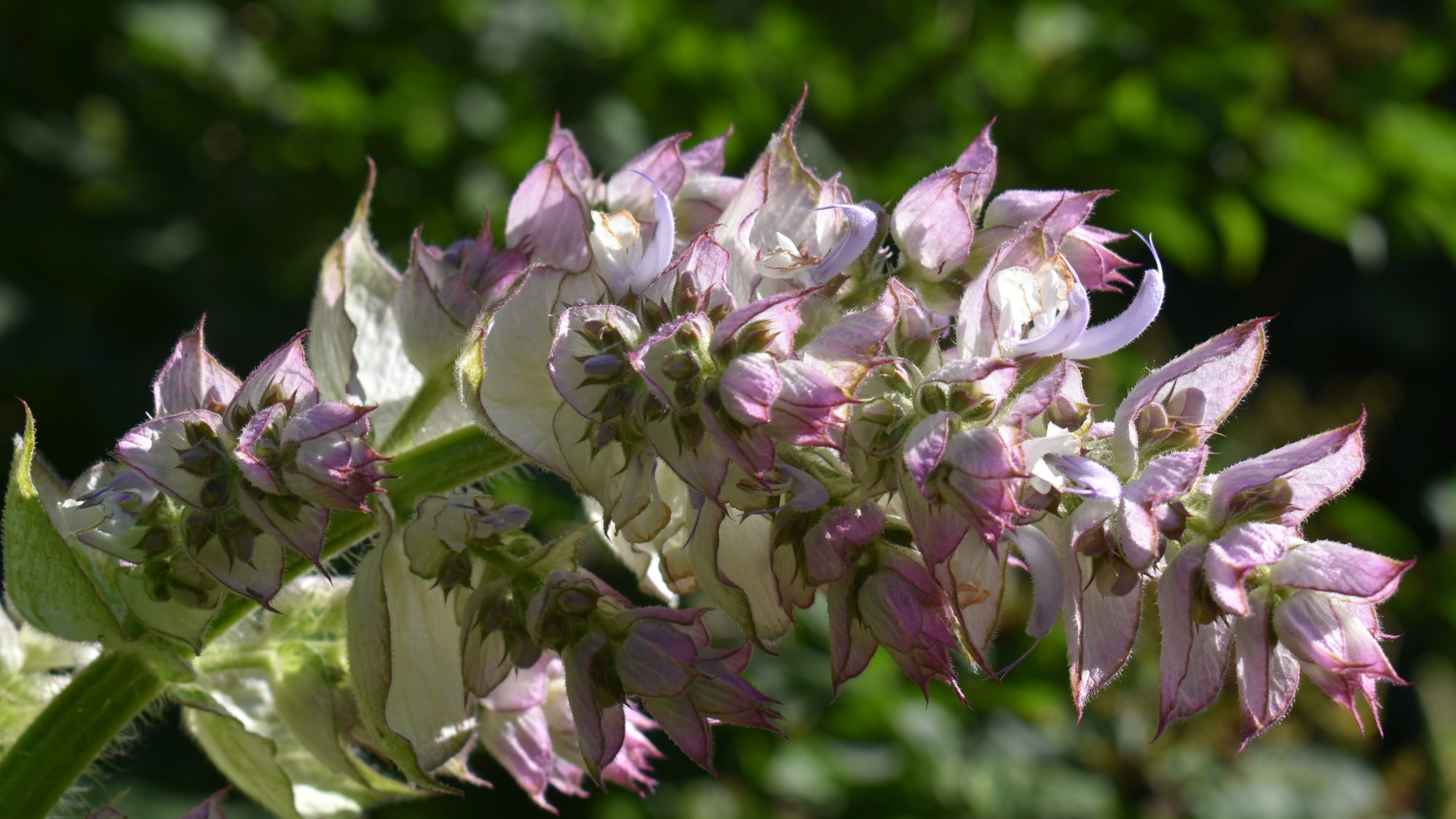 Salvia sclarea