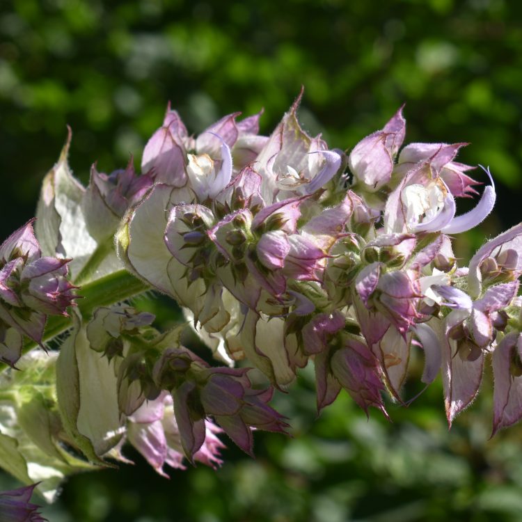 Salvia sclarea