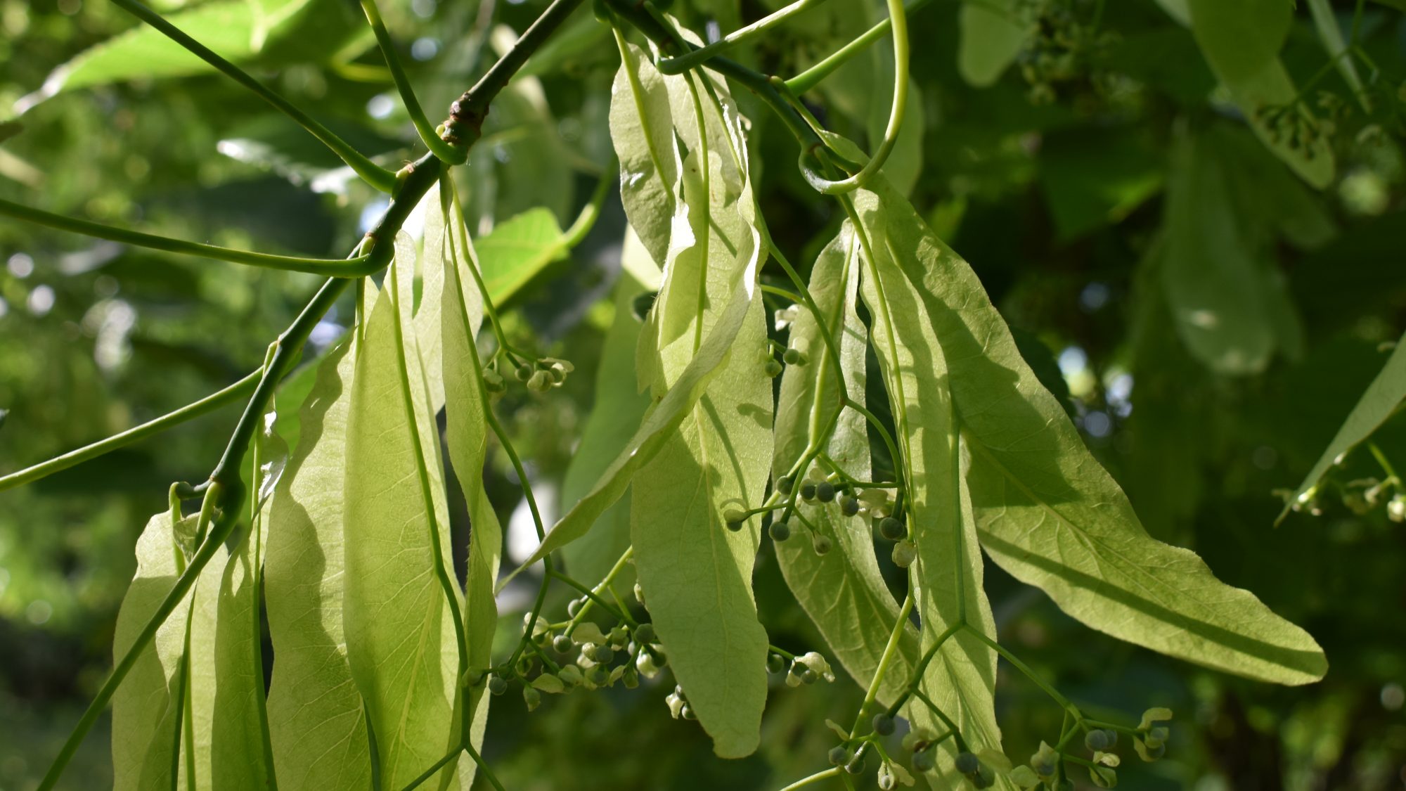 Tilia nobilis