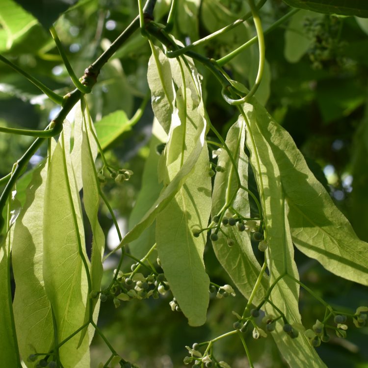 Tilia nobilis