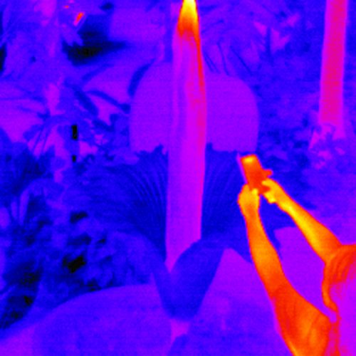 'Tiny' the titan arum heats up
