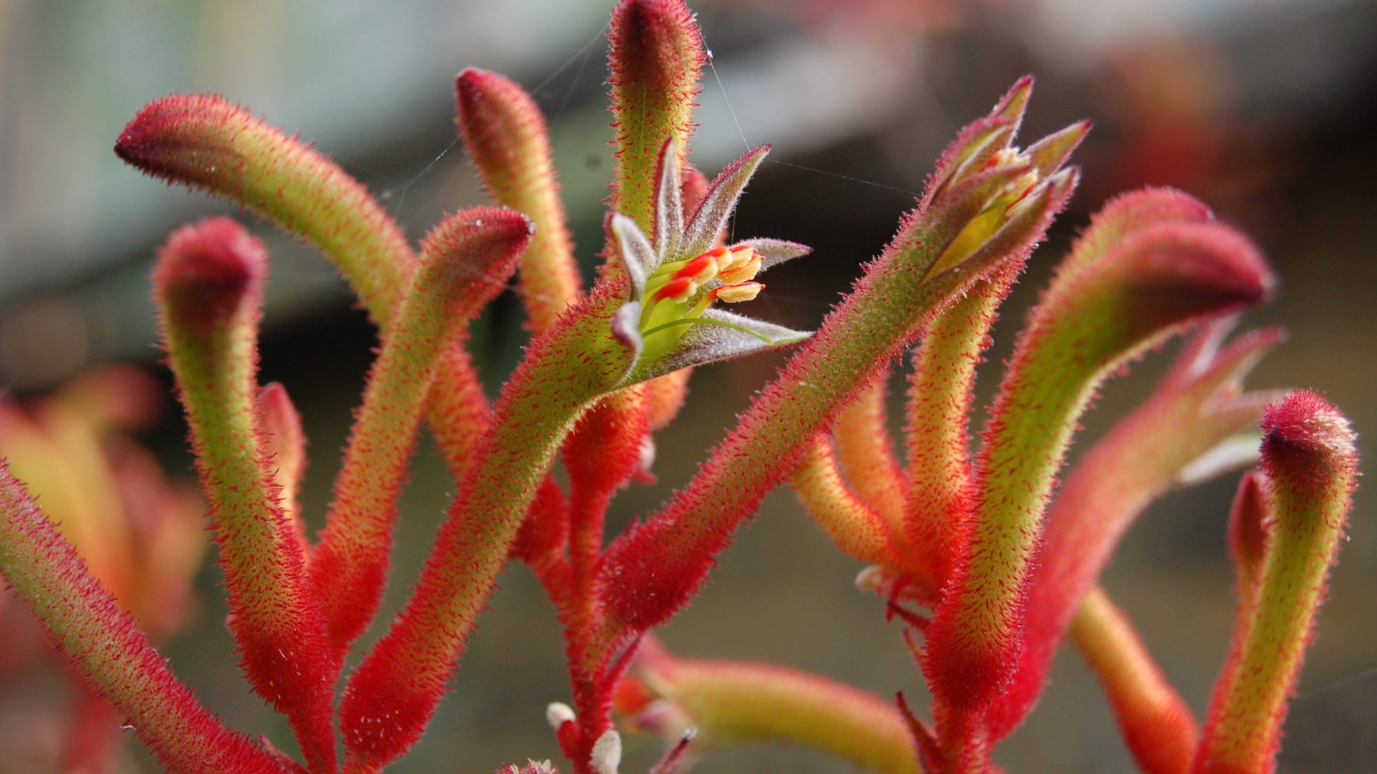 Anigozanthos rufus
