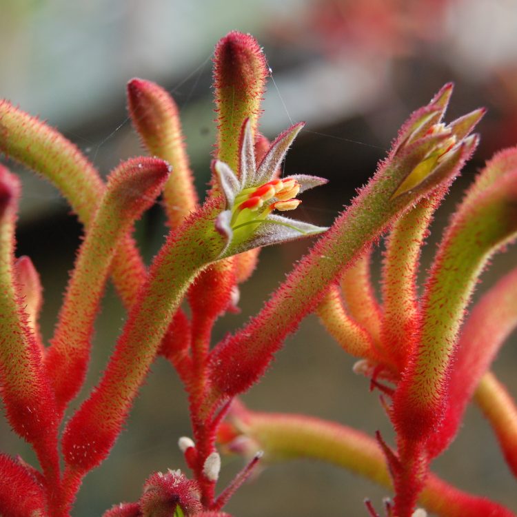 Anigozanthos rufus