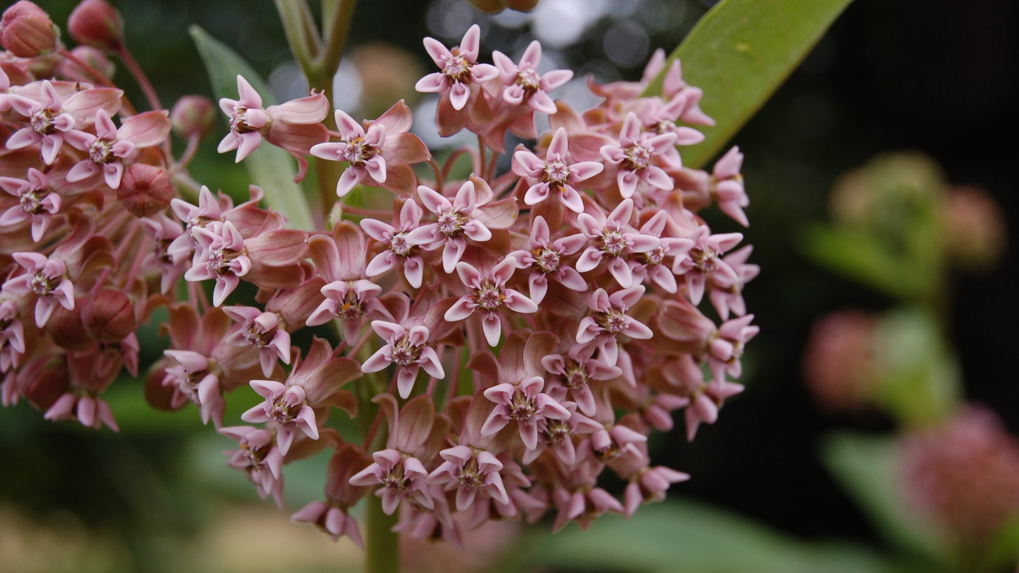 Asclepias syriaca