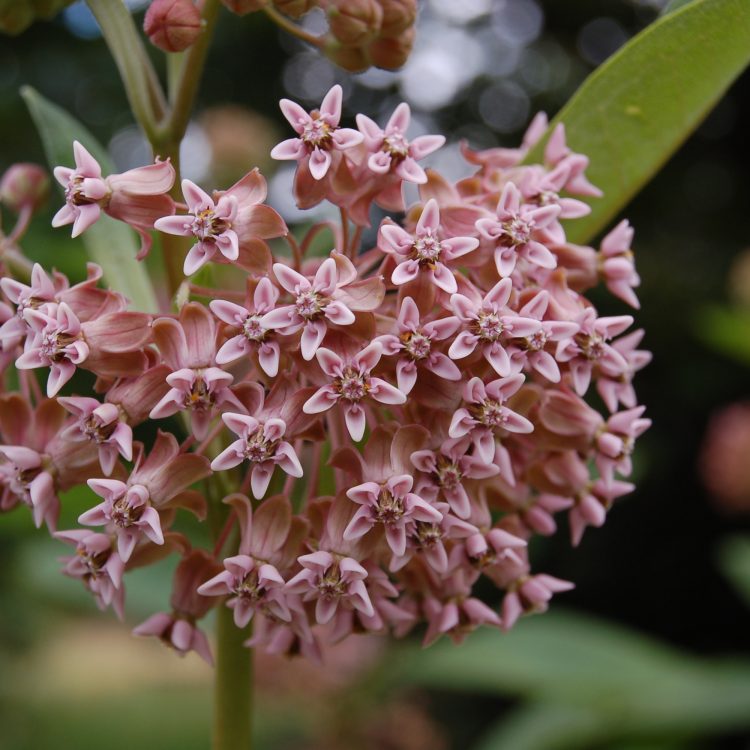 Asclepias syriaca