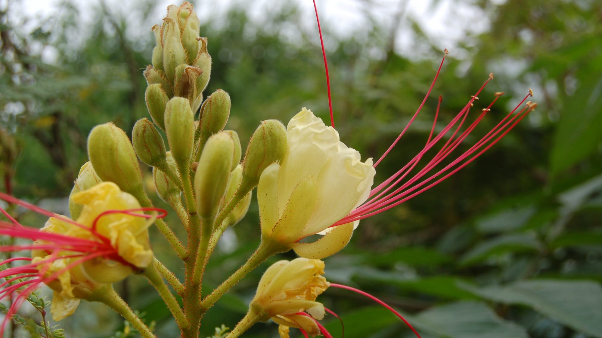 Yellow flowers with extended red stamens.
