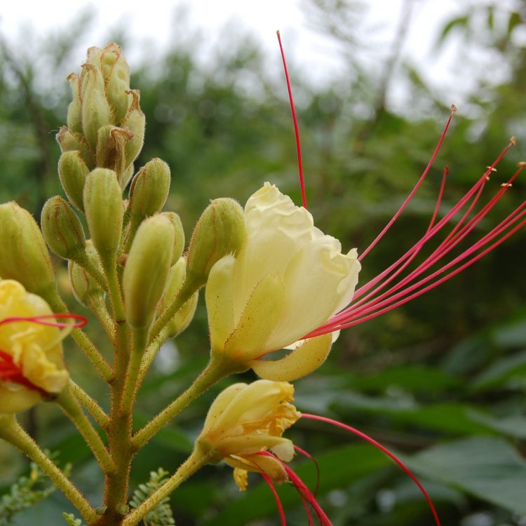 Erythrostemon gilliesii
