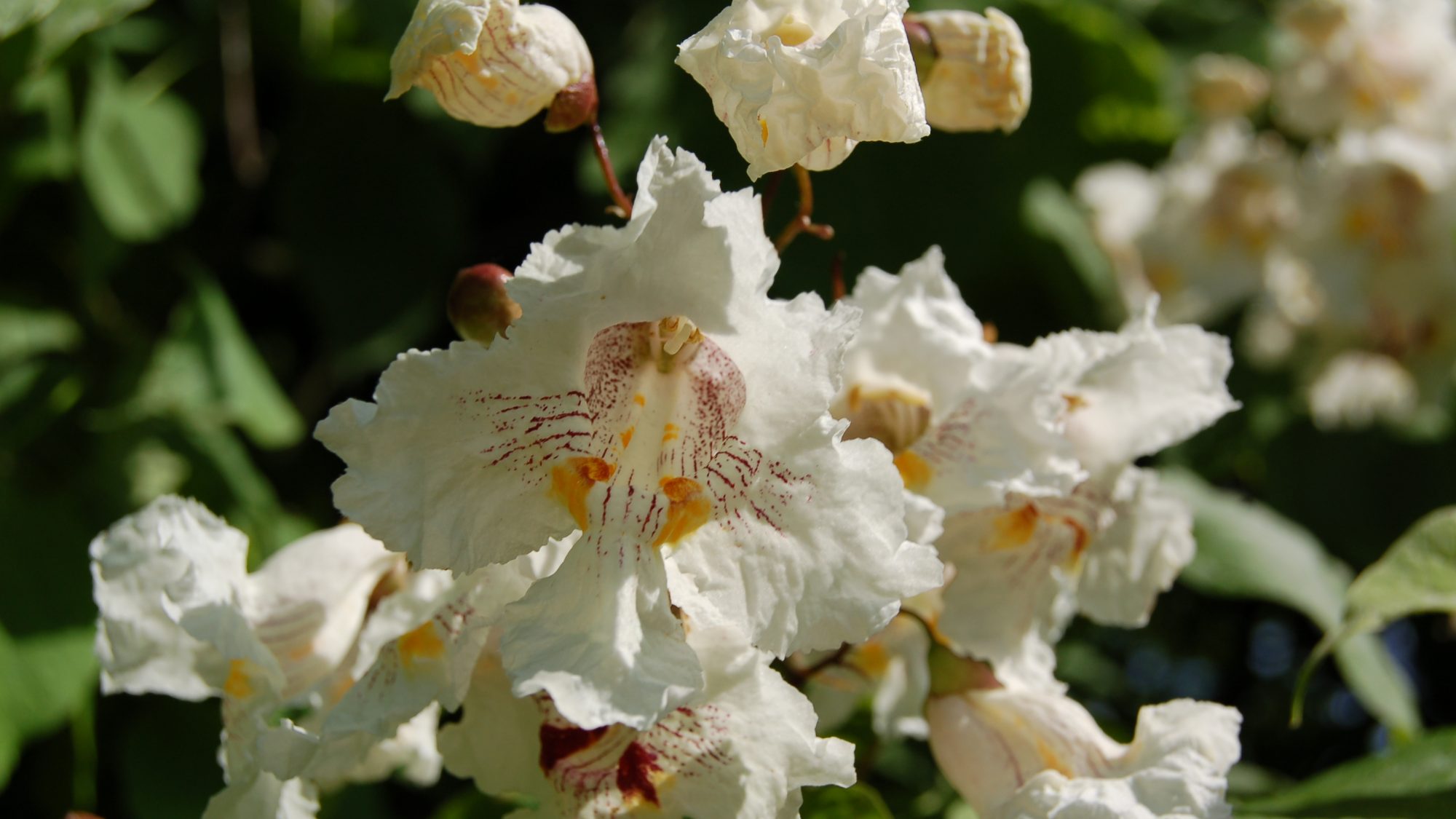 Catalpa speciosa