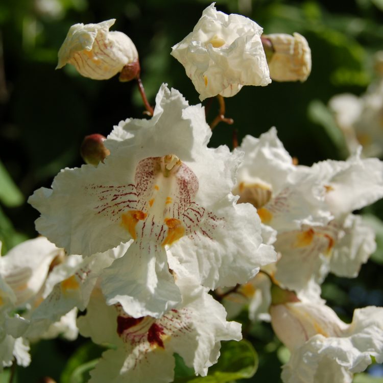 Catalpa speciosa
