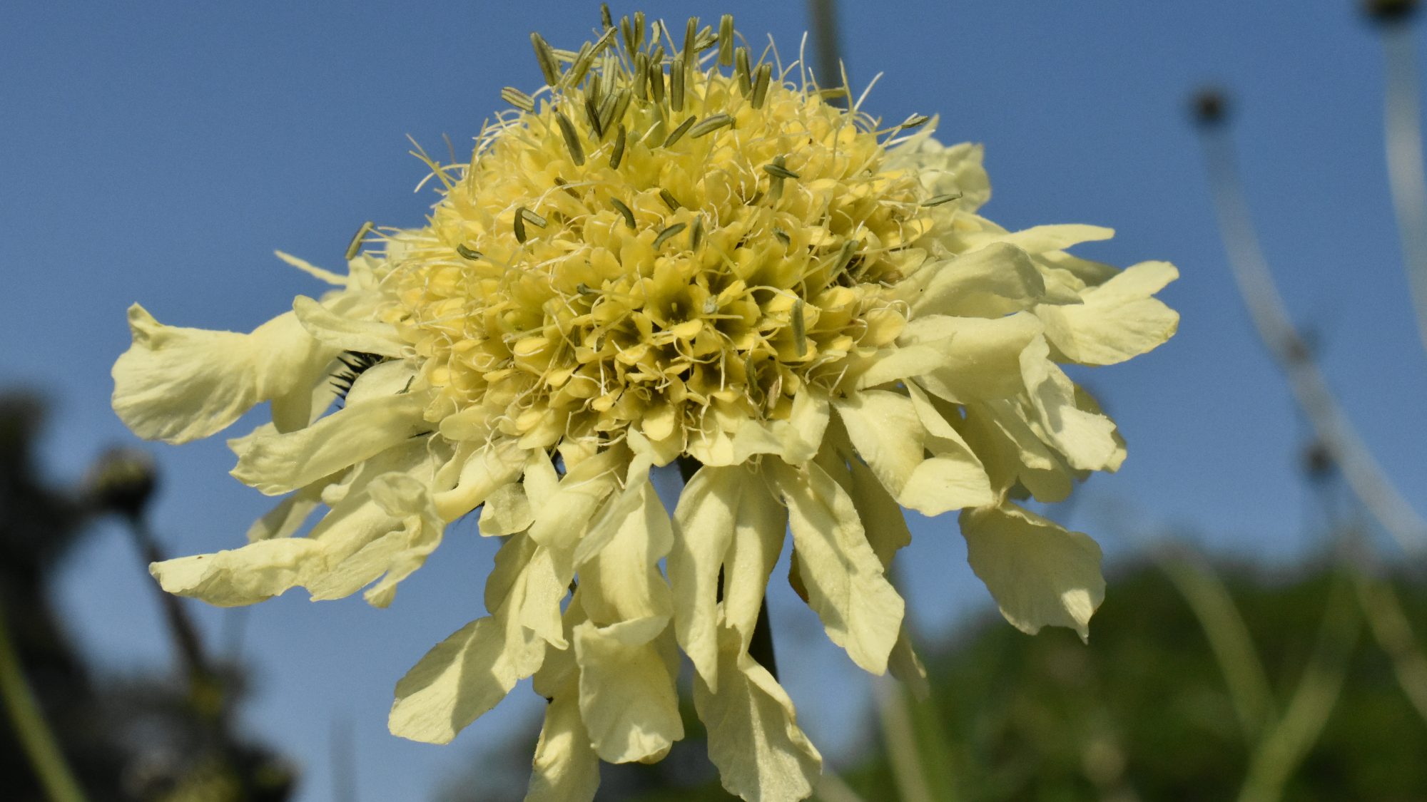 Cephalaria gigantea
