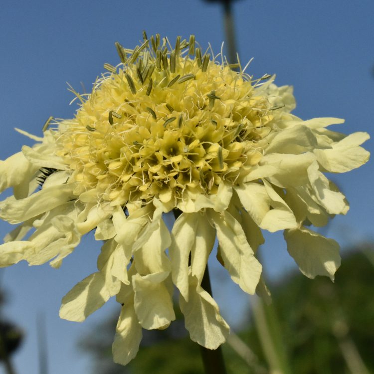 Cephalaria gigantea